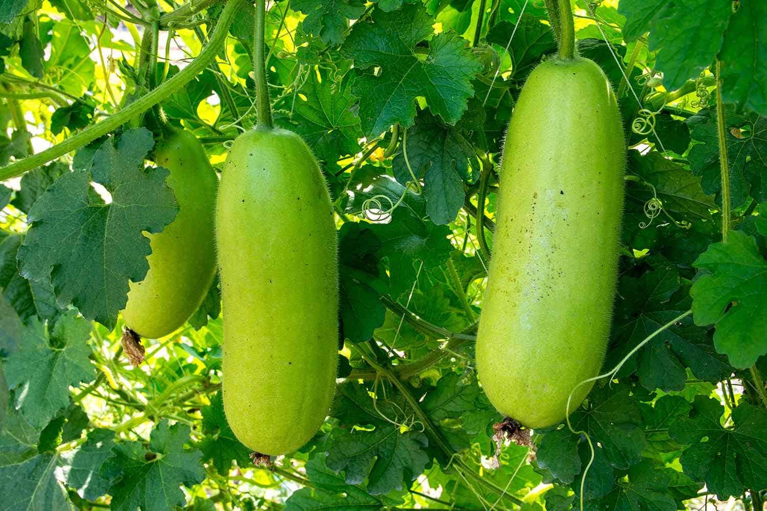 Long cylindrical opo squash with light green skin